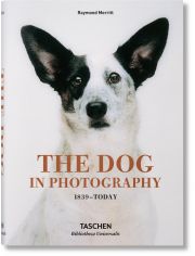 Dog in Photography