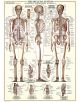 Пъзел Eurographics - Костна система, 1000 части - EuroGraphics - EuroGraphics - Жена, Мъж - Eurographics - Anatomy & Science Charts - 628136639705-3-thumb