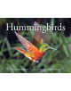 Hummingbirds - 9780228100768-thumb