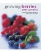 Growing Berries and Currants - 9780754830955-thumb