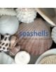 Seashells - 9780810993273-thumb