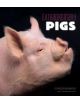 Extraordinary Pigs - 9780810997424-thumb