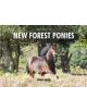 The Spirit of New Forest Ponies - 9780857100757-thumb