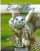 Understanding the Bird of Prey - 9780888397324-thumb