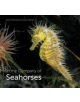 In the Company of Seahorses - 9780995567320-thumb