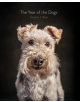 The Year of the Dogs - 9781452181929-thumb