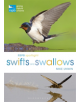 RSPB Spotlight Swifts and Swallows - 9781472950116-thumb