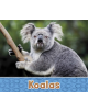 Koalas - 9781474760447-thumb