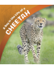 A Day in the Life of a Cheetah - 9781474764995-thumb