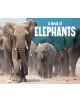 A Herd of Elephants - 9781474785266-thumb