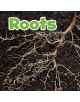 Roots - 9781474786041-thumb