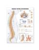 Human Spine Disorders Anatomical Chart - 9781587793998-thumb