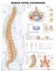 Human Spine Disorders Anatomical Chart - 9781587794438-thumb