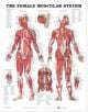 The Female Muscular System Anatomical Chart - 9781587795633-thumb