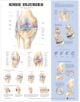 Knee Injuries Anatomical Chart - 9781587797569-thumb