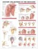 Anatomy and Injuries of the Shoulder Anatomical Chart - 9781587798078-thumb