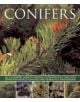 Conifers - 9781780192635-thumb