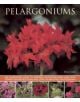 Pelargoniums - 9781780192734-thumb