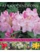 Rhododendrons - 9781780193649-thumb