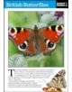 British Butterflies - 9781780500096-thumb