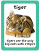 Get Set Go Flashcards: Animals-3-thumb