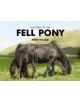 The Spirit of the Fell Pony - 9781841146706-thumb