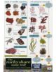 Rocky Shore Name Trail Chart - 9781851538713-thumb