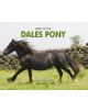 Spirit of the Dales Pony - 9781906887940-thumb