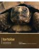 Tortoise - Pet Expert - 9781907337147-thumb