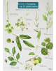 Guide to Foraging: Top 25 Edible Plants - 9781908819253-thumb