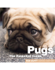 Pugs - 9781910843420-thumb