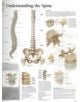 Understanding the Spine Laminated Poster - 9781930633766-thumb