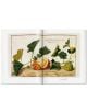 A Garden Eden. Masterpieces of Botanical Illustration-2-thumb