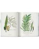 Martius. The Book of Palms. 40th Ed.-4-thumb