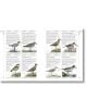 Complete Birds of Britain and Europe - Rob Hume - Жена, Мъж - DK Publishing - 9780241412701-11-thumb