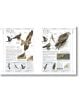 Complete Birds of Britain and Europe - Rob Hume - Жена, Мъж - DK Publishing - 9780241412701-6-thumb