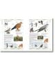 Complete Birds of Britain and Europe - Rob Hume - Жена, Мъж - DK Publishing - 9780241412701-7-thumb