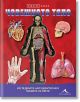 Отвътре навън: Човешкото тяло - Луан Коломбо - Момиче, Момче - Книгомания - 9786191951710-thumb