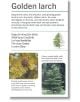 Our World in Pictures: Trees Flash Cards - DK - Момиче, Момче - DK Publishing - 9780241536322-5-thumb