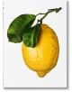 The Gourmand's Lemon - The Gourmand - TASCHEN - 5655 - 9783836585903-1-thumb