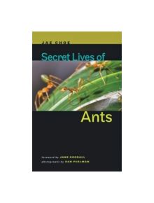 Secret Lives of Ants - 9781421404288