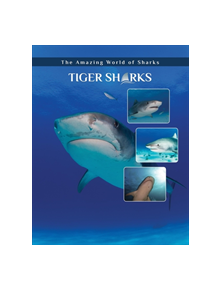 Tiger Sharks - 9781422241318