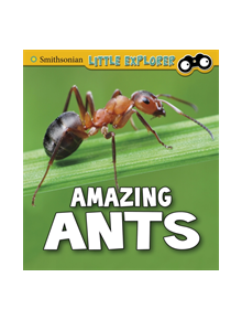 Amazing Ants - 9781474770569