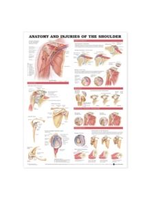 Anatomy and Injuries of the Shoulder Anatomical Chart - 9781587798092