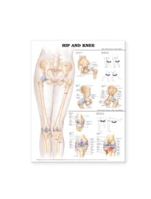 Hip and Knee Anatomical Chart - 9781587798658