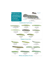 Guide to caterpillars of the butterflies of Britain and Ireland - 9781908819468